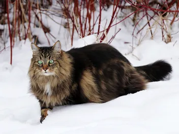 Green Eyed Cats: Vet-Verified Facts & FAQ