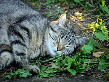 Do Feral Cats Like Catnip? Vet-Approved Facts & FAQs