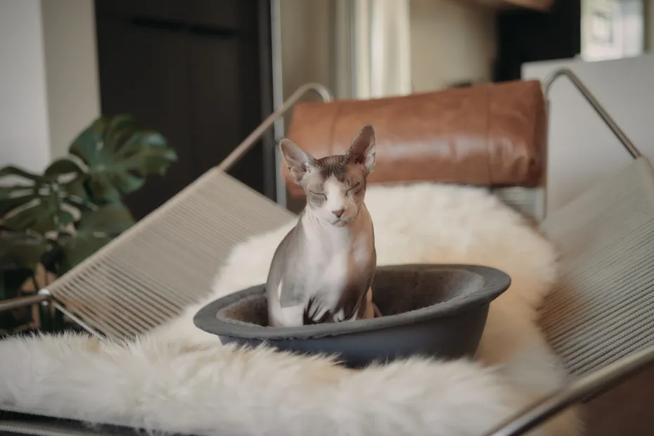 A Sphynx Cat relaxing in a Hepper Nest Bed