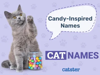 100 Candy Inspired Names For Cats: Our Favorites & More