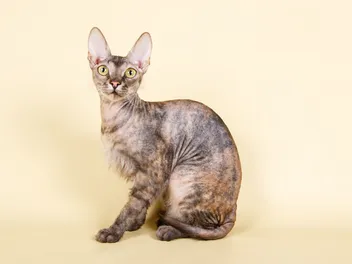 Ukrainian Levkoy Cat Breed: Info, Pictures, Care & More