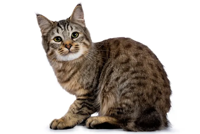 Pixie-Bob Cat Breed: Info, Pictures, Temperament & Traits