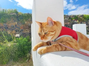 11 Free DIY Cat Harnesses You Can Make Today (With Pictures)