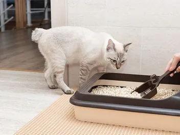 Cat Litter Attractants: Do They Work? Vet-Reviewed Facts & FAQ