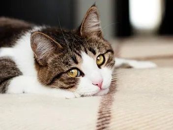 How Do I Apologize to My Cat in A Way They Understand? 7 Vet-Approved Ways
