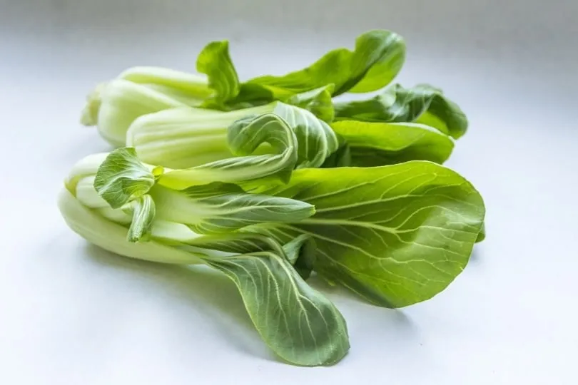 Fresh bok choy on the table