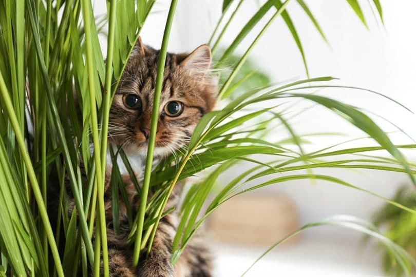 cat-palm-plant_