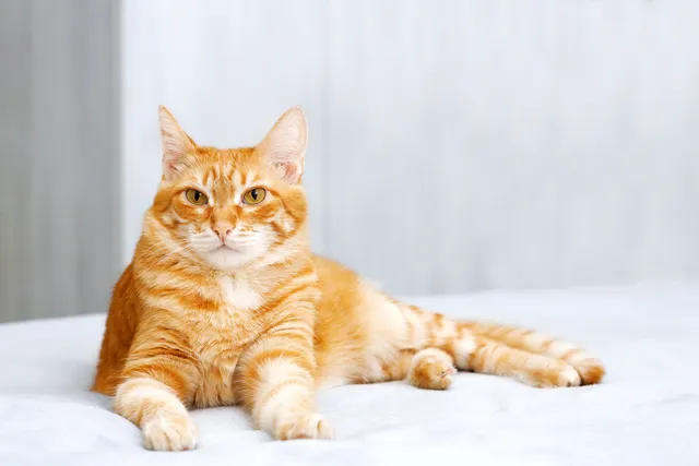 15 Fascinating Orange Tabby Cat Facts You'll Love To Learn