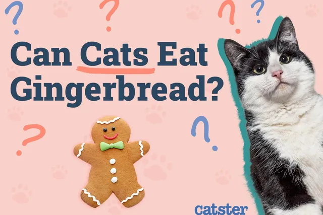 Can Cats Eat Gingerbread? Vet-Approved Facts & FAQ