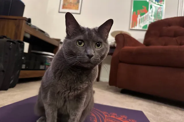 Words Your Cat Understands: Olga’s Language Skills