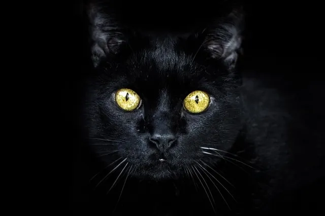 Why Does My Cat Stare at Me Without Blinking? 5 Vet-Reviewed Reasons