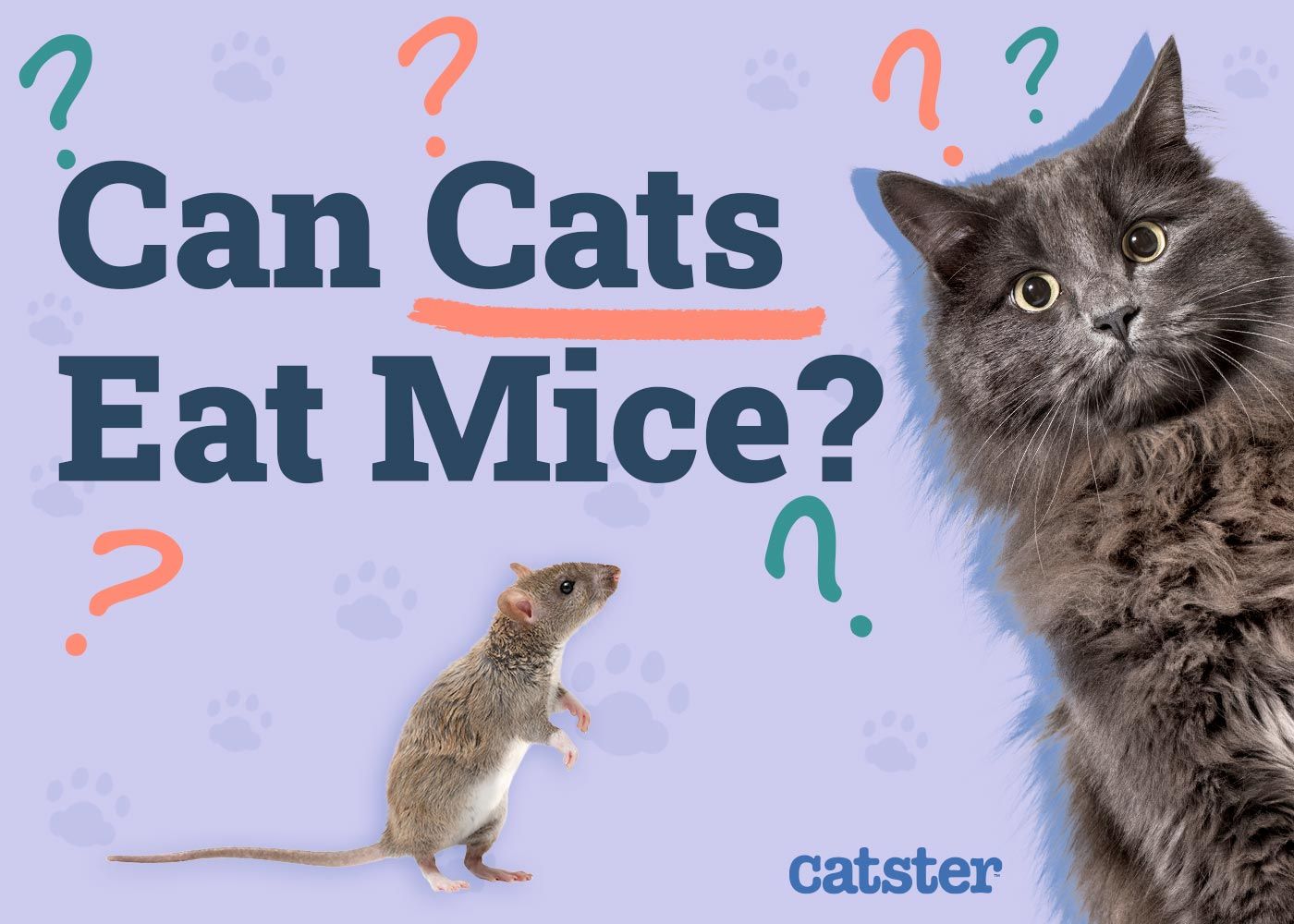 Can Cats Eat Mice