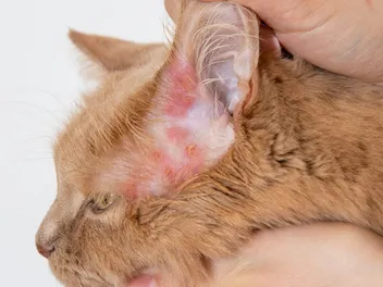 Vets Warn: Don’t Pick Cat Scabs - Try These 6 Natural Fixes