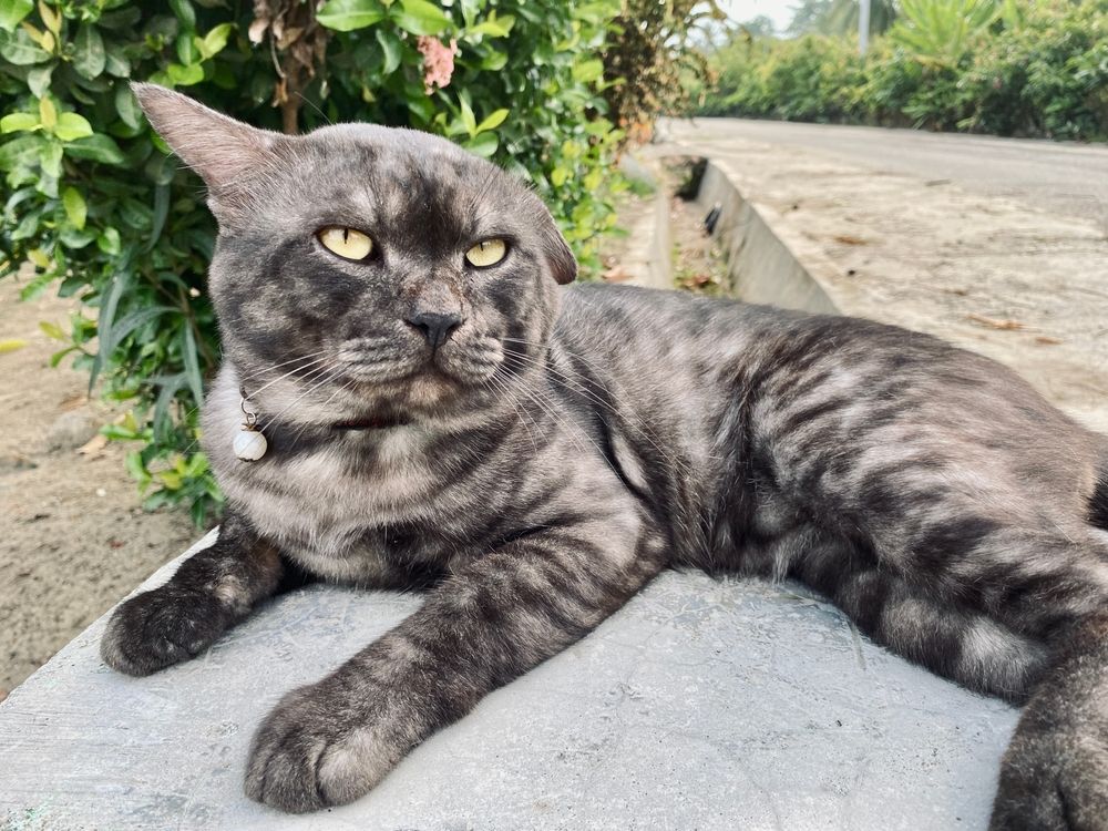 male-cat-with-a-drooping-left-ear-sits-casually-on-the-deck