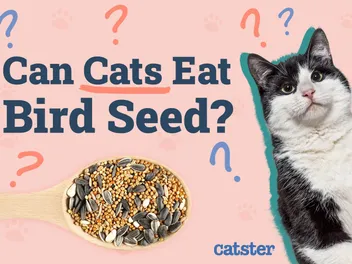 Can Cats Eat Bird Seed? Vet-Approved Nutritional Facts & Warnings