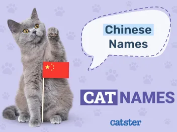120+ Chinese Cat Names: Ideas for Interesting & Intriguing Cats
