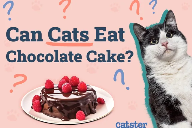 Can Cats Eat Chocolate Cake? Vet Reviewed Facts & Safety Guide