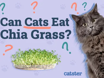 Can Cats Eat Chia Grass? Vet-Reviewed Nutritional Information & Facts