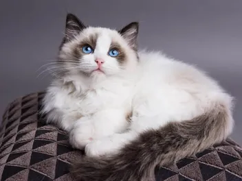 How Much Does It Cost to Own a Ragdoll Cat? 2026 Price Guide