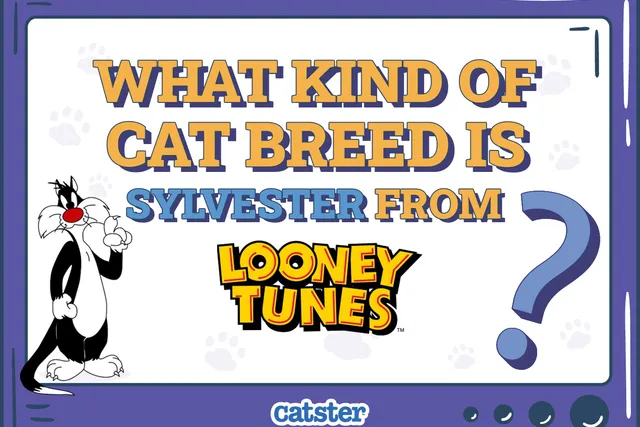 What Kind of Cat Breed Is Sylvester From Looney Tunes? Interesting Cartoon Facts