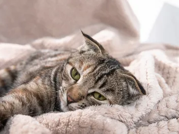 Low Blood Pressure in Cats: Our Vet Explains the Signs, Causes, Treatments & FAQ
