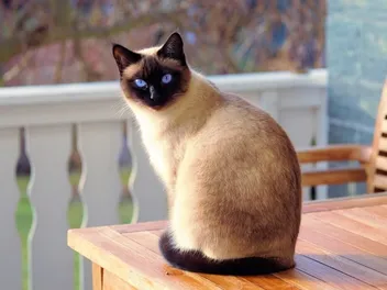 National Siamese Cat Day 2026: How & When Is It Celebrated?