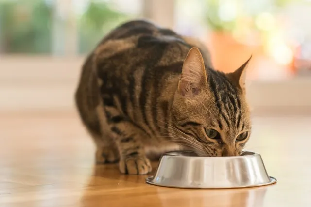 Holiday Foods That Are Safe for Cats: Vet-Reviewed Safety & Nutrition Facts