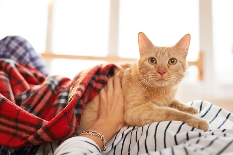 gorgeous ginger cat lying on owners belly