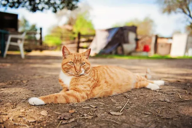 How to Keep a Barn Cat From Running Away: 7 Easy Tips
