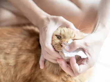 Why Is My Cat’s Nose Dripping When Purring? 3 Vet-Reviewed Reasons & FAQ