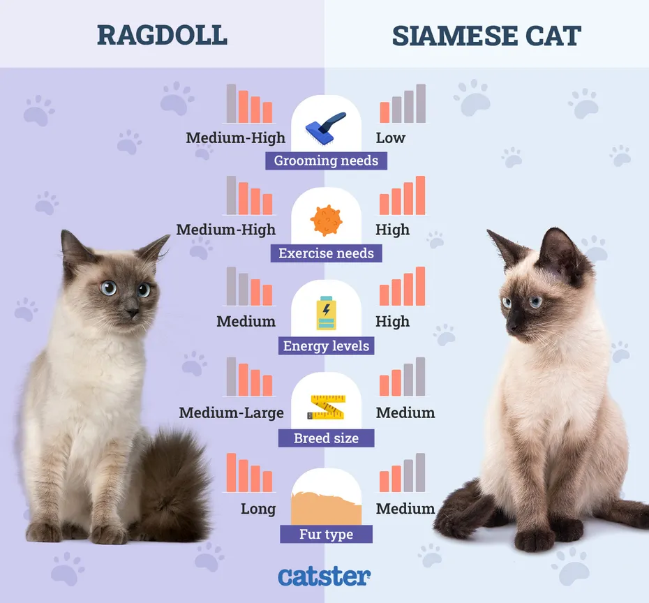 Catster_Side by Side Comparison Ragdoll vs Siamese Cat