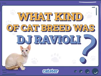 What Kind of Cat Breed Was DJ Ravioli? YouTube Star Facts