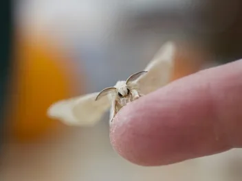 Is It Safe for Cats to Eat Moths? Vet-Reviewed Facts & FAQ