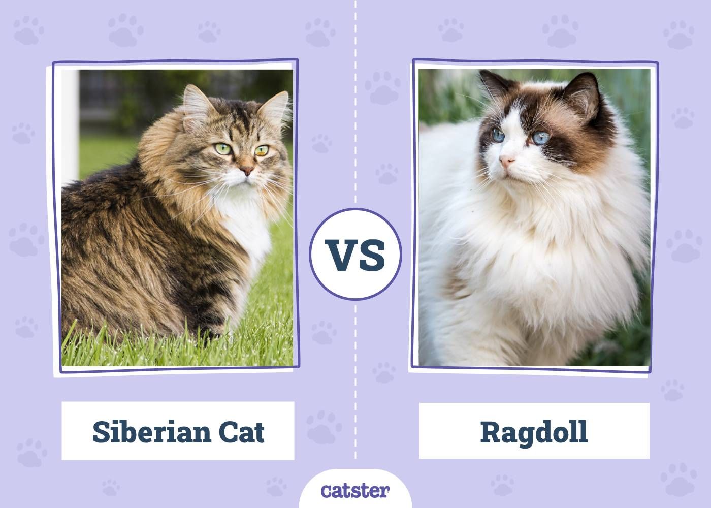 Siberian Cat VS Ragdoll