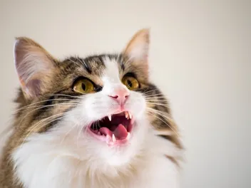 How Many Teeth Does a Cat Have? Vet-Approved Facts & Infographic