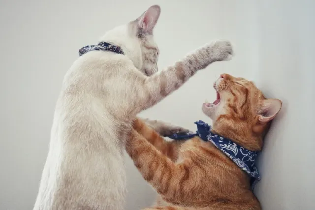 Is It Normal For Well-Adjusted Cats To Get Into Fights? Vet-Verified Reasons & Solutions