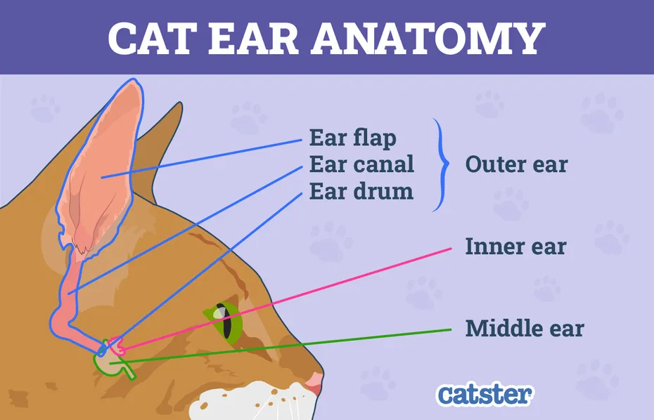 Cat Ear Anatomy