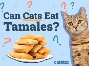 Can Cats Eat Tamales? Vet-Approved Facts & Alternatives