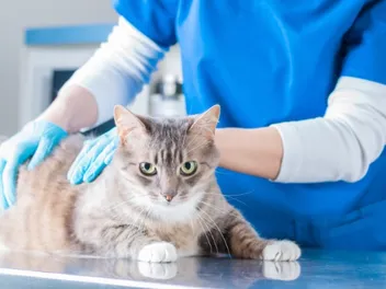 IBS In Cats: Our Vet Explains Causes, Signs & Treatments