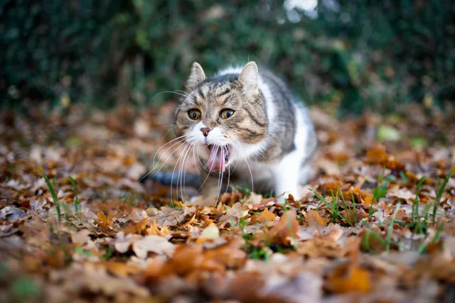 Why is My Cat Throwing Up Clear Liquid? 10 Vet-Reviewed Reasons