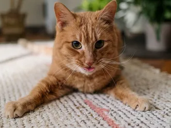 Why Is My Cat Licking the Carpet? 5 Vet-Reviewed Reasons