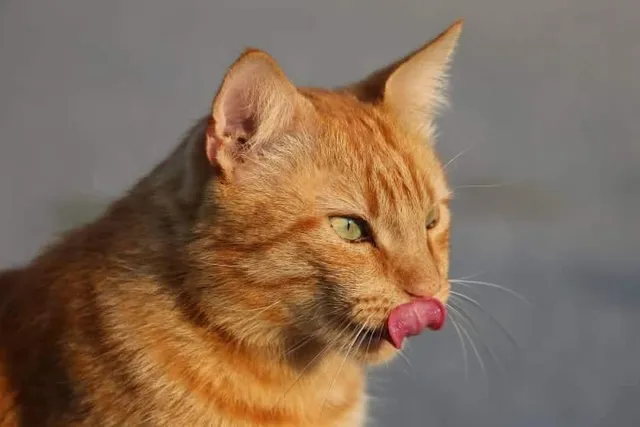 Why Does My Cat Lick the Wall? 5 Vet-Reviewed Reasons for This Behavior