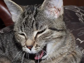 How to Save a Cat From Choking: Can I Do the Heimlich Maneuver? Vet-Reviewed Guide