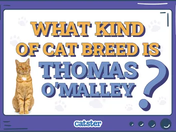 What Kind of Cat Breed Is Thomas O'Malley? Movie Cats Explained