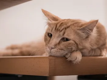 Do Cats Get Their Feelings Hurt? Vet-Reviewed Causes & Cheering Them Up