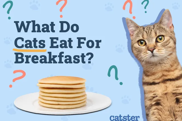 What Do Cats Like to Eat for Breakfast? 6 Vet-Approved Food Choices