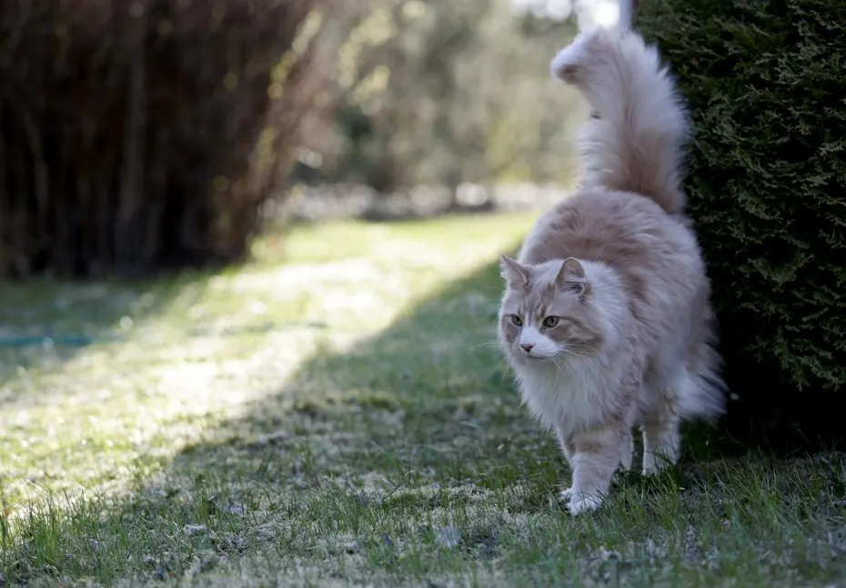 cream silver tabby norwegian forest cat marking its territory