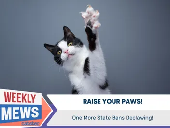 Raise Your Paws - One More State Bans Declawing
