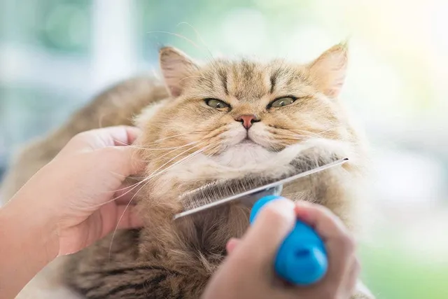 How to Groom Long-Haired Cats: 10 Vet-Verified Tips & Tricks