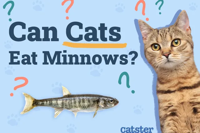 Can Cats Eat Minnows? Vet-Reviewed Facts & FAQ